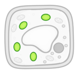 <p>what is the role of <strong>chloroplasts? </strong>(only found in plant cells)</p>