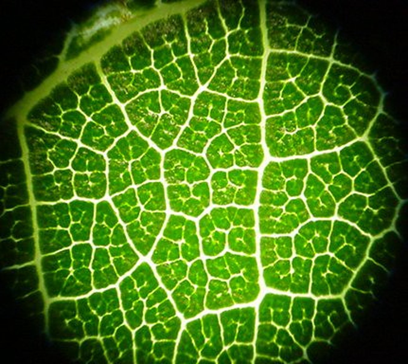 <p>German botanist who studied plant cells, he and Schwann contributed to cell theory by demonstrating that all living things are made of cells AND that cells are the basic structural unit of living things</p>