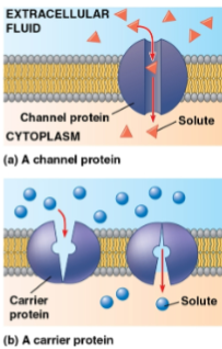 <p>Facilitated diffusion</p>