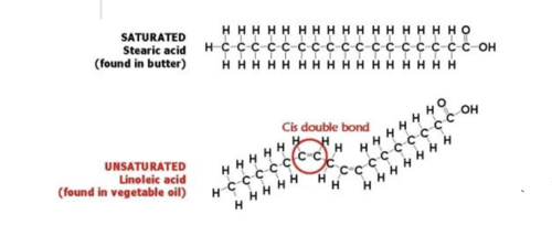 ~ Saturated fatty acids don't have any double bonds between their carbon atoms while a unsaturated does