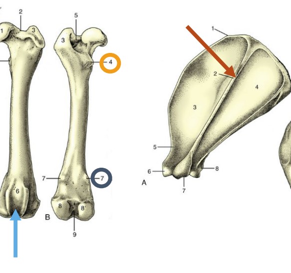 * very large, usually roughened, process
* not associated with articular surface

 *blue 6*