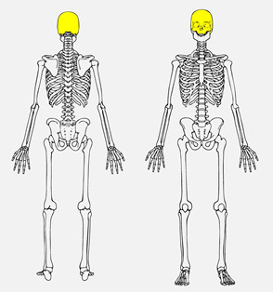 <p>skull that protects the brain</p>