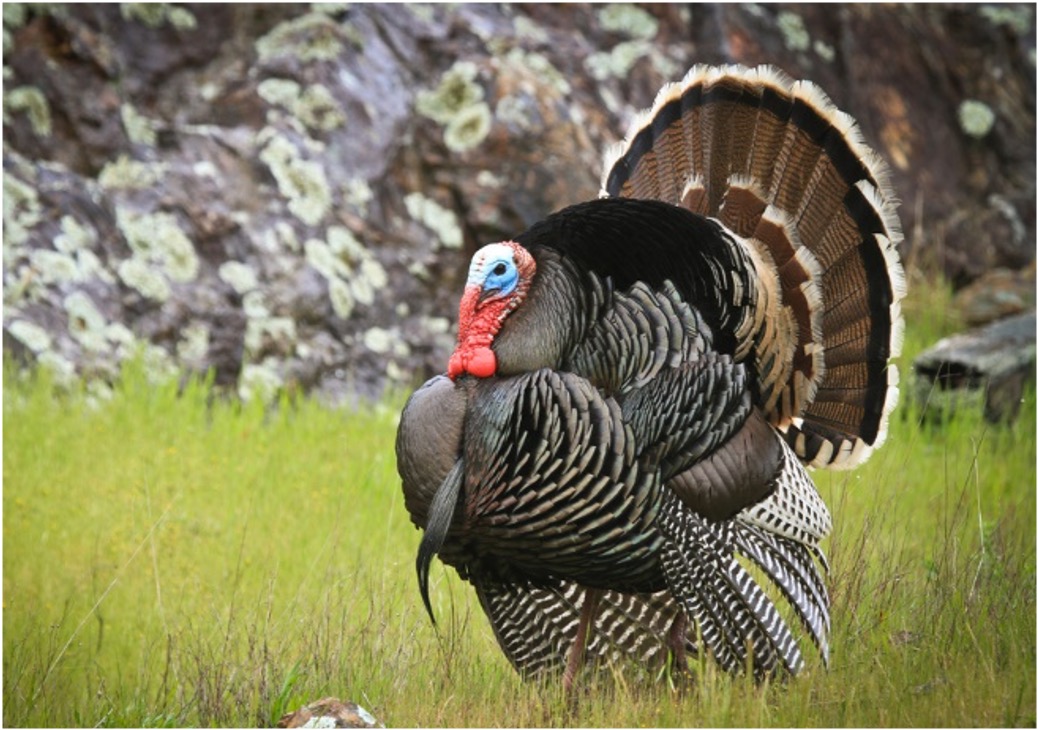 <p>What bird is this?</p>