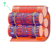 <p><span>Identify the indicated structure.</span></p>