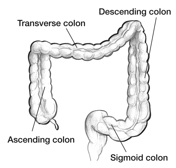 which quadrant houses the colon