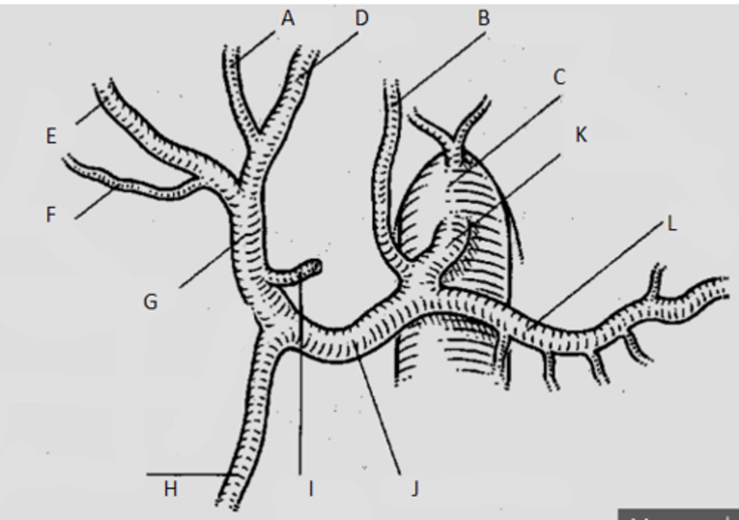 <p>E, A, D</p>