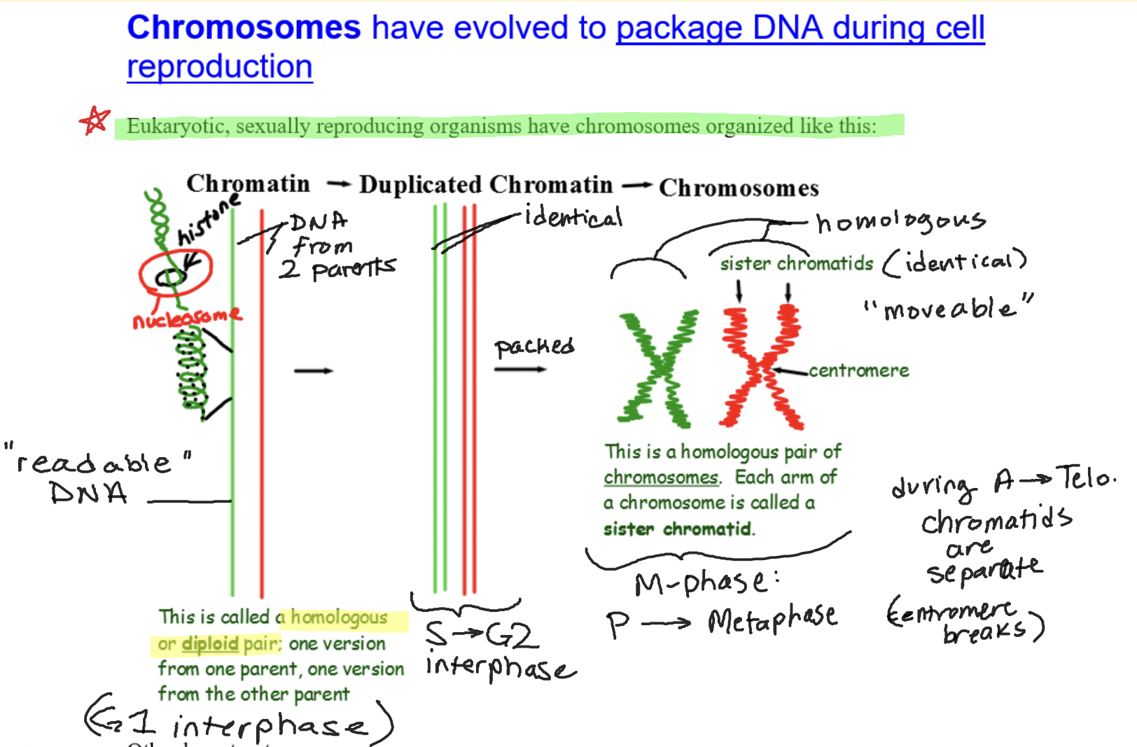 G1: two strands of chromatin (diploid pair), S-G2: four strands of chromatin (two diploid pairs), Prophase-Metaphase: chromosomes, Anaphase-Telophase: 4 strands of chromatin. 