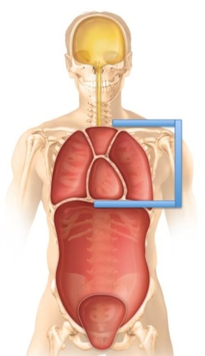 <p>Label the cavity in which the arrow is pointing.</p>