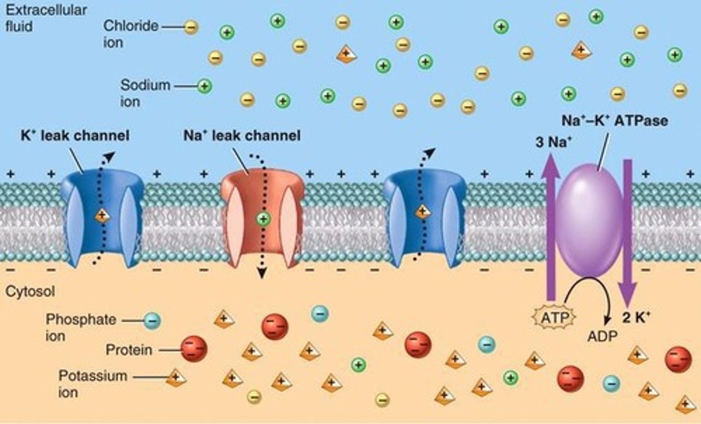<p>It moves 3 Na+ out and 2 K+ into the cell against concentration gradients, requiring ATP.</p>