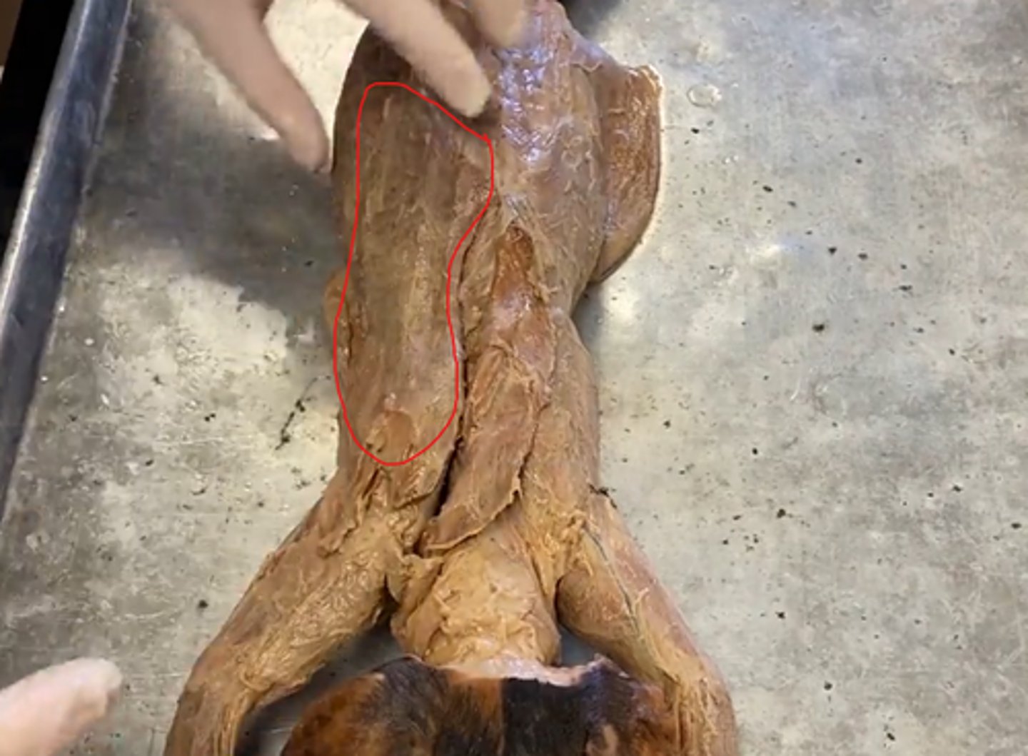 knowt flashcard image