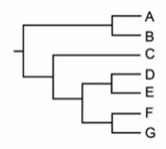 <p>only the pattern of relationship matters (who’s closely related; branch length has no meaning)</p>