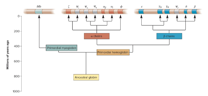 <p>Homologous genes within a single species.</p><p>Ex) Globin gene family - globin genes all encode subunits of proteins that bind oxygen. Over thousands of years, the ancestral globin gene has been duplicated and altered so that there are now 14 versions of the gene in this gene family on three different chromosomes. They are each expressed at different times during development depending on the organism’s oxygen needs.</p>