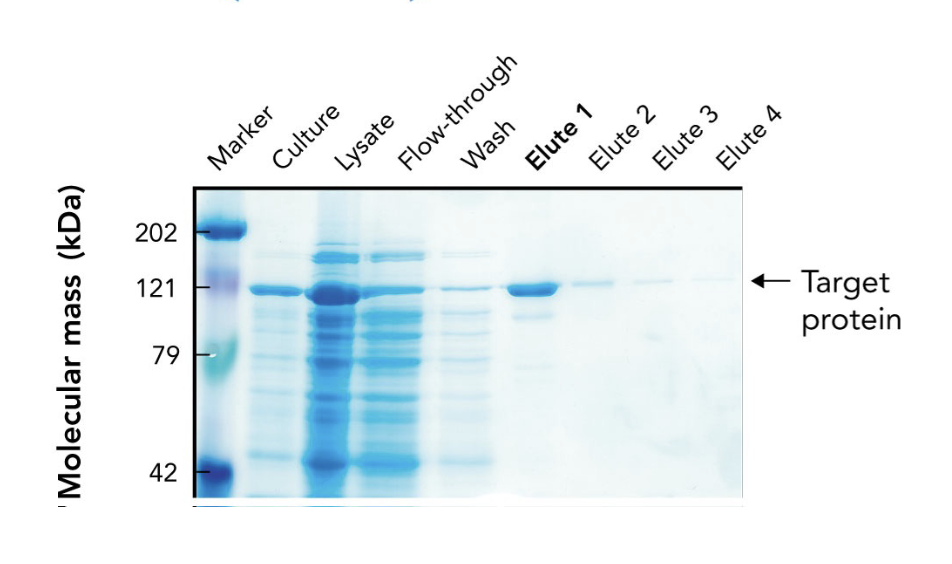 <p>Which elution fraction typically contains the <strong>highest concentration</strong> of the purified protein?</p>