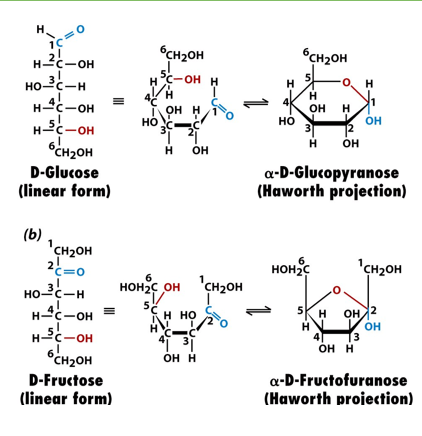 <ul><li><p>haworth projection shows the cyclic structure you get when the OH group of a sugar bonds with the C=O to make hemiacetals or hemiketals</p></li><li><p>pyranose (hexagonal, 5C ring+ O) and furanose (pentagonal, 4C ring +O)</p></li><li><p>rotate Fisher projection clockwise 90 degrees, and form a bond by giving H from OH to C=O</p></li><li><p>iwhen C=O is C1, then if C-OH is C5, you get pyranose, but if its C4 you get furanose</p></li></ul><p></p>