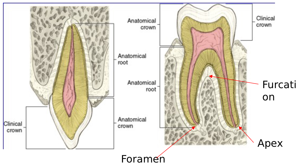<p>Parts of the Tooth: Crown - <strong>Anatomic</strong></p>