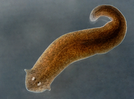 <p>What are the two bumps on the head of the planarian called</p>