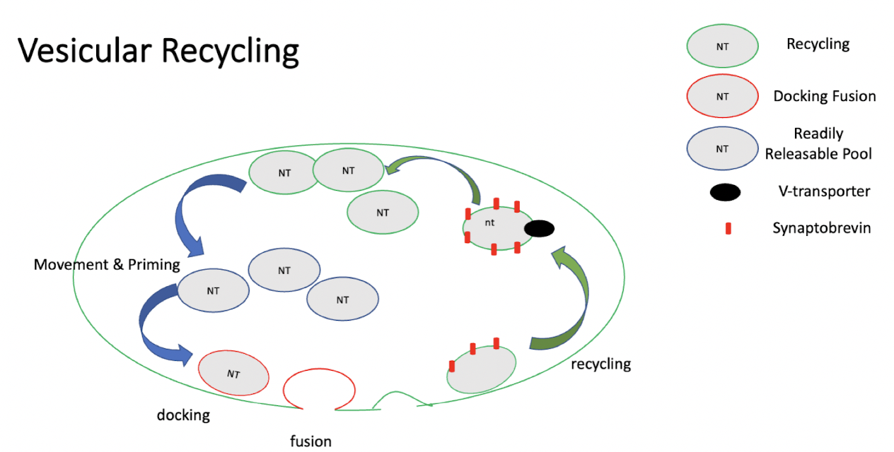 
1. presynaptic depolarisation
2. Ca2+ entry
3. vesicle moving + priming
4. vesicle docking
5. vesicle fusion 
6. vesicle recycling 