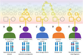 <p>phenotype is the result of mutations at more than one locus</p><p>-Example of modifier genes, which influence the expression of other genes</p>