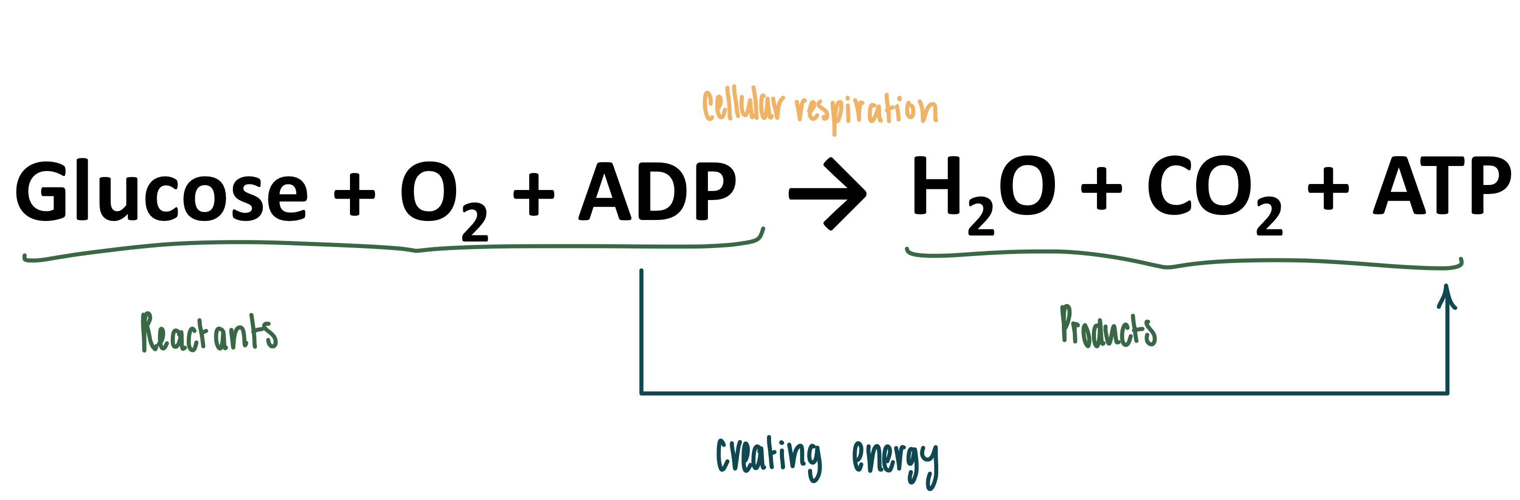 <ul><li><p><strong>Reactants</strong></p><ol><li><p>Glucose</p></li><li><p>O<sub>2</sub></p></li><li><p>ADP</p></li></ol></li><li><p><strong>Products</strong></p><ol><li><p>H<sub>2</sub>O</p></li><li><p>CO<sub>2</sub></p></li><li><p><mark data-color="yellow" style="background-color: yellow; color: inherit">ATP (cellular energy)</mark></p></li></ol></li></ul><p></p>