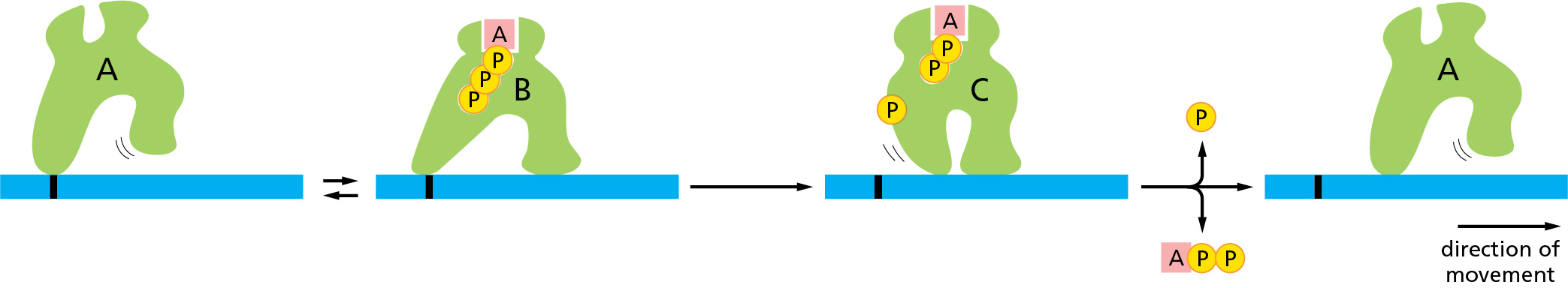 <p>Shown is the ATP hydrolysis cycle of a motor protein. Describe the state of the motor protein in “C”.</p>