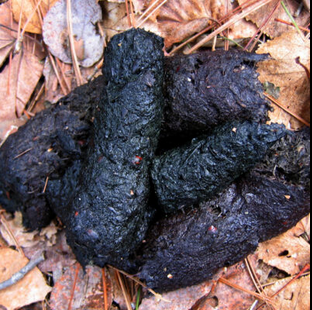 <p>Bear Scat and Tree markings</p>
