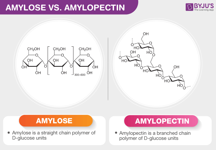 <p>Type of starch similar to amylose but contains branches via <span>α-1,6 glycosidic bonds</span></p>