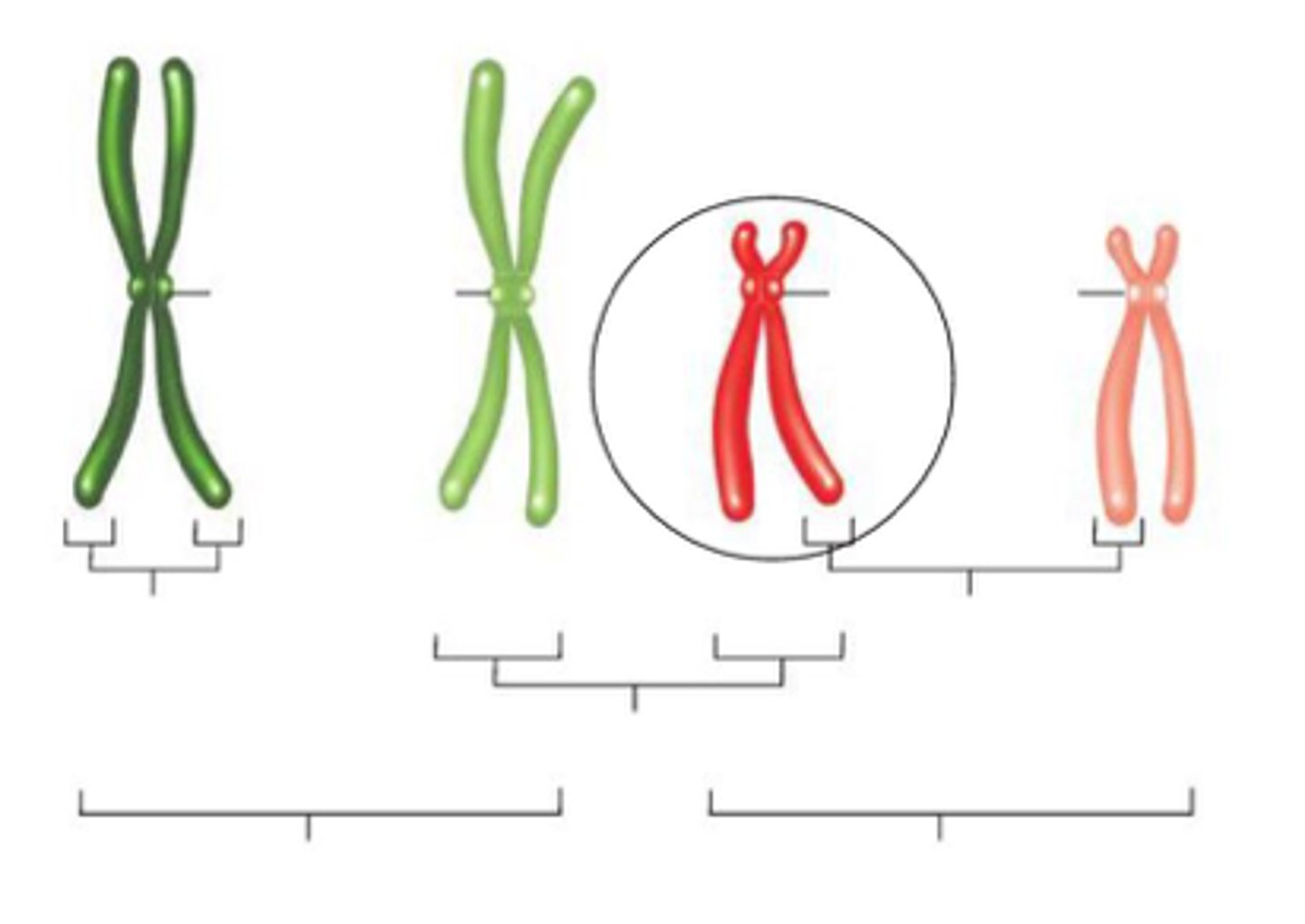 <p>sister chromatids</p>