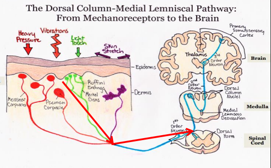 <p>mechanoreceptors detect touch, pressure, soundwaves, and motion</p>