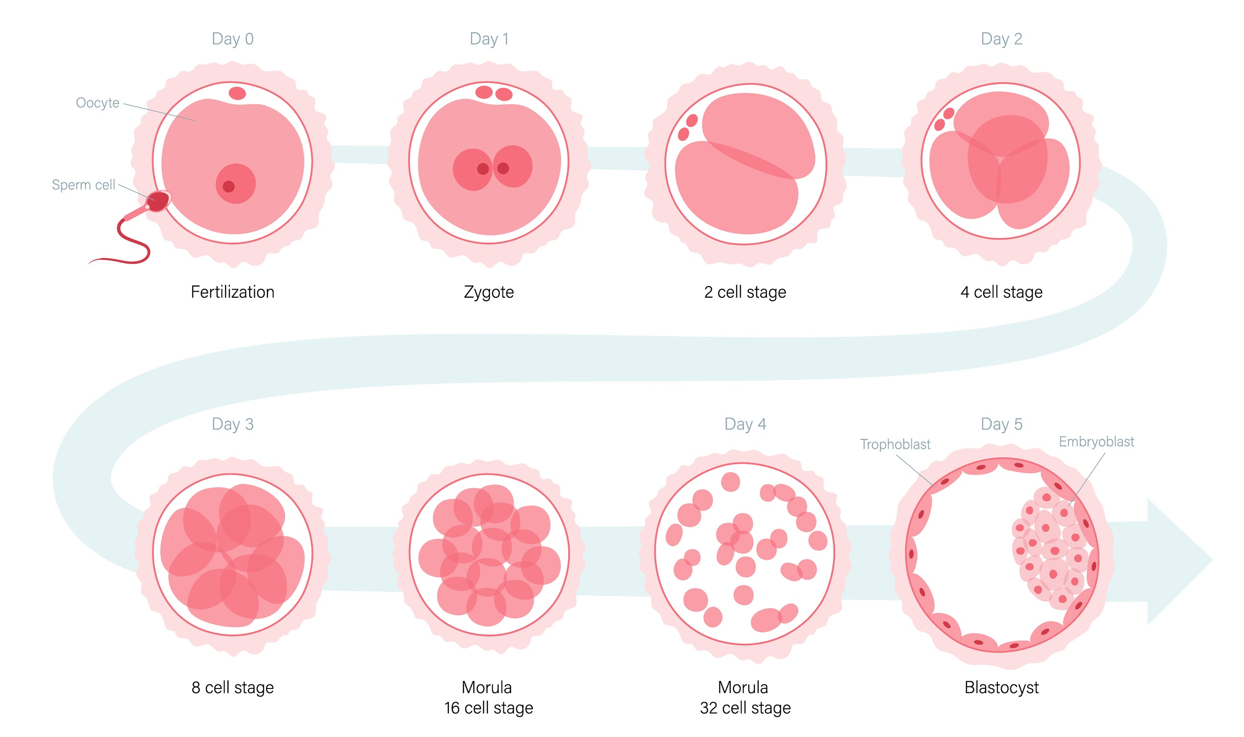 <ul><li><p>cellen ontstaan door deling van andere cellen; zygote → embryo</p><ul><li><p>klievingsdelingen</p></li><li><p>gewone deling = mitose</p></li><li><p>blastocyst bevat de embryonische stamcellen</p></li></ul></li></ul><p></p>