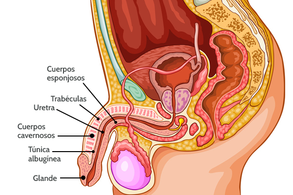 el _______ del pene tiene 3 masas cilindricas con función erectil

* contiene senos vasculares (cuerpos cavernosos y esponjoso)