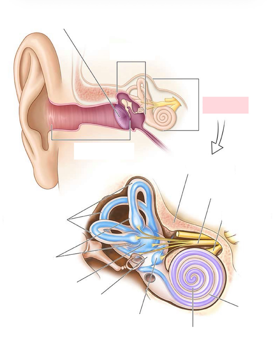<p>Label the Diagram</p>