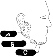 <p>Salivary Gland Image</p>