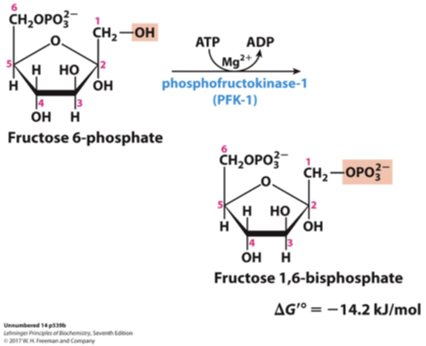 <p>is catalyzed by the enzyme phosphofructokinase, utilizing another molecule of ATP. This step is key in regulating glycolysis and preparing the substrate for the subsequent split into two three-carbon molecules. </p>