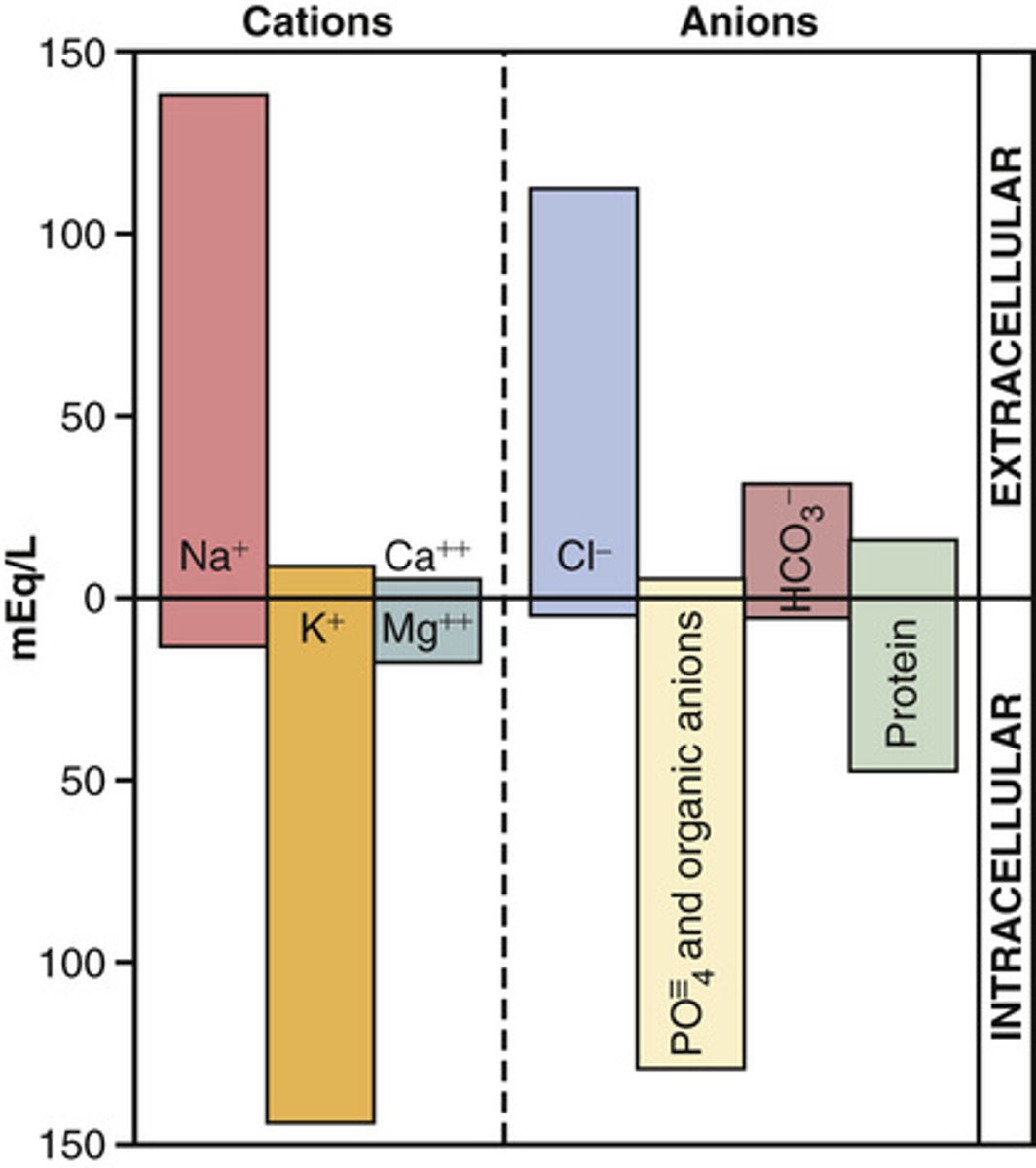 <p>small negative net charge inside the cell (Na+ balances K+, Cl- balances protein which has negative aa)</p>