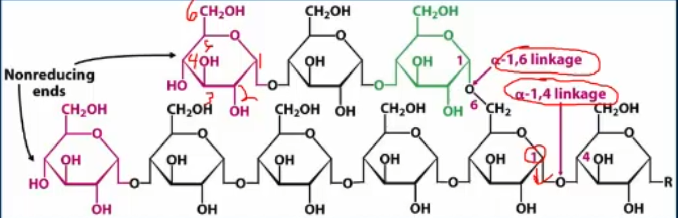 <ul><li><p>polarity </p></li><li><p>One end (technically 2) has a free anomeric carbon (C1OH) and is referred to as the reducing end. The many other ends have free C4OHs and are referred to as non-reducing ends</p></li></ul><p></p>