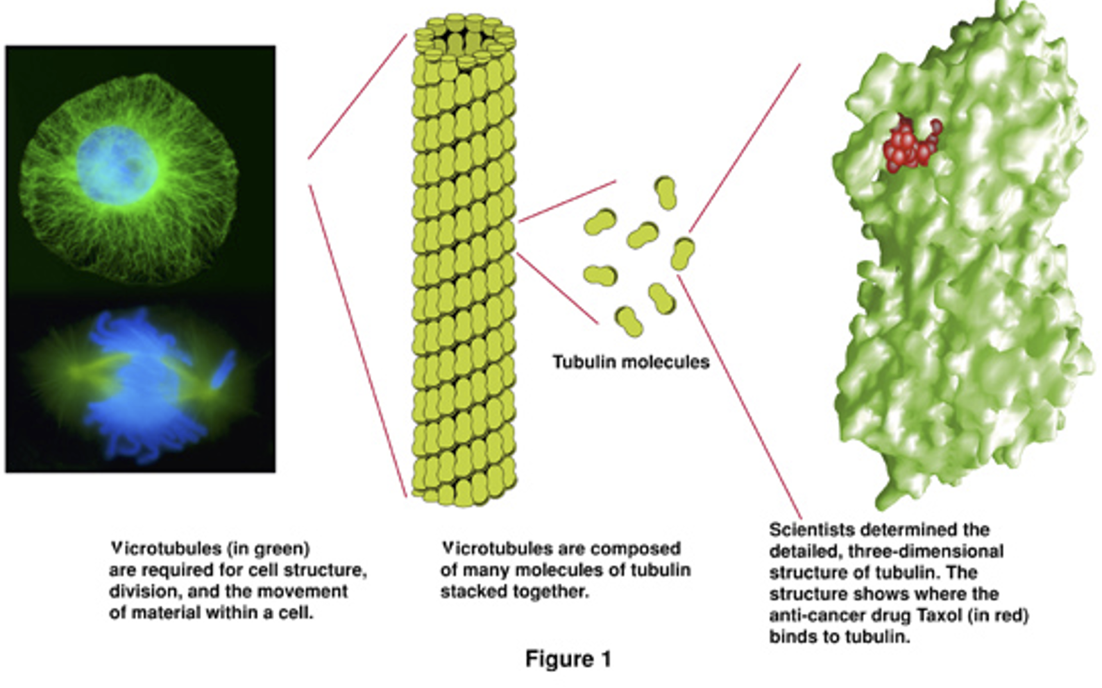<p>Prevents microtubule depolymerization</p>