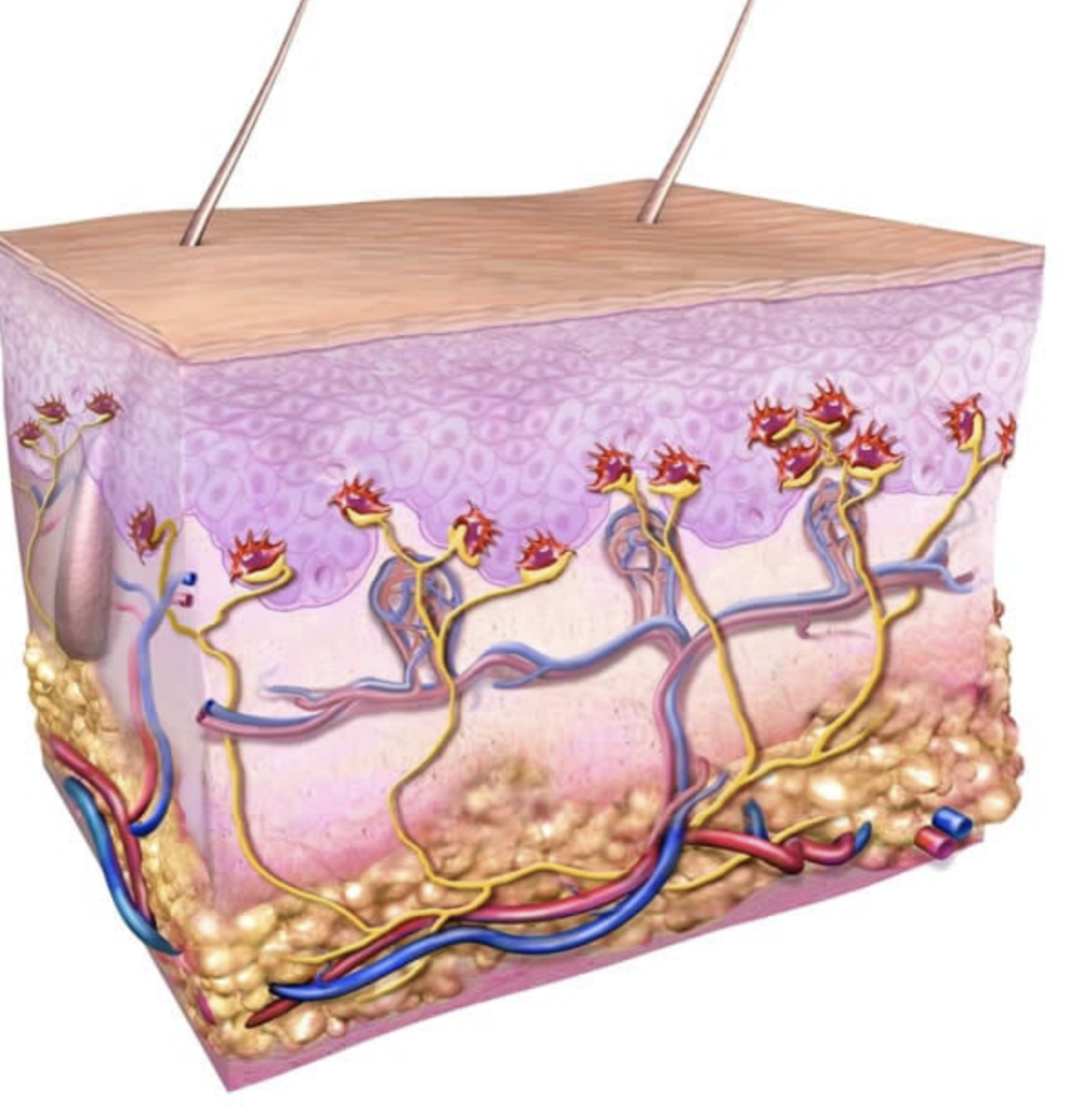 <p>what is the function of the Merkel cells?</p>