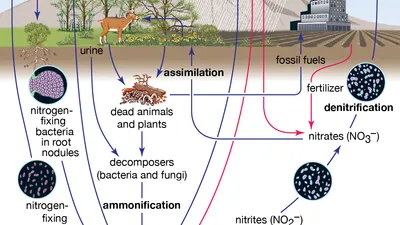 <p>All living organisms form a complex system that maintains conditions suitable for life.</p>
