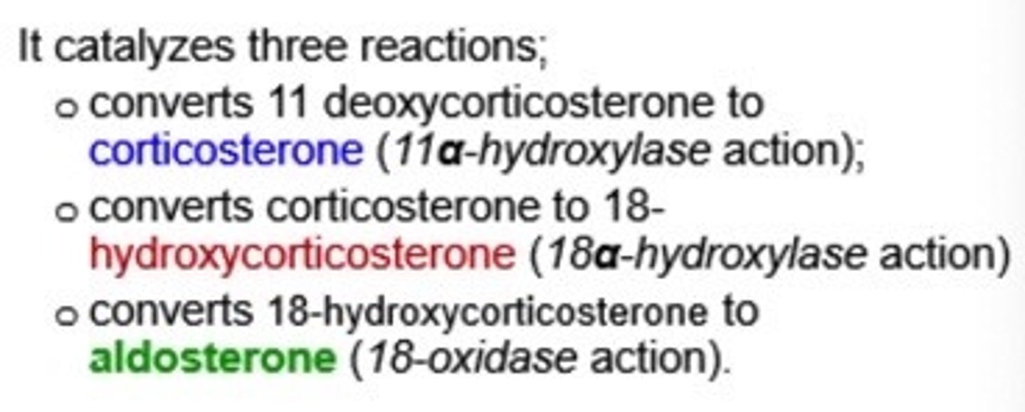 <p>catalyzes the last steps in aldosterone synthesis</p><p>- catalyzes 3 reactions (in image)</p>
