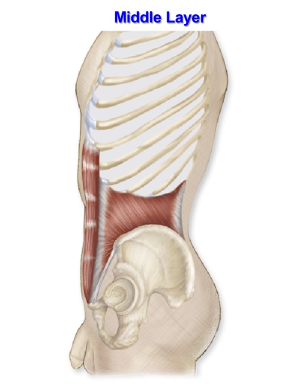 <p>internal abdominal oblique </p>