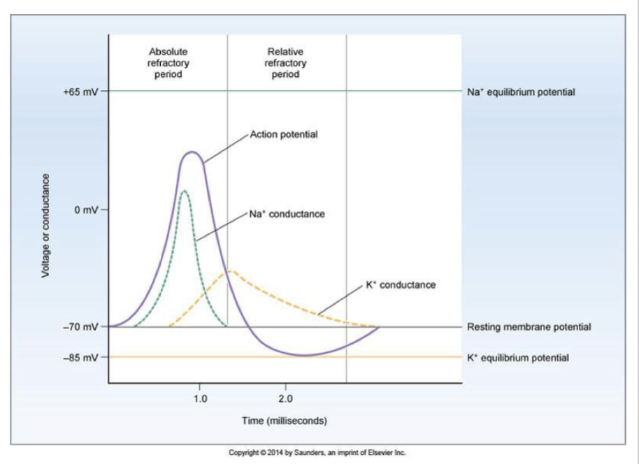 From end of ARP until through most of hyperpolarization, AP occurs with greater than normal depolarization 