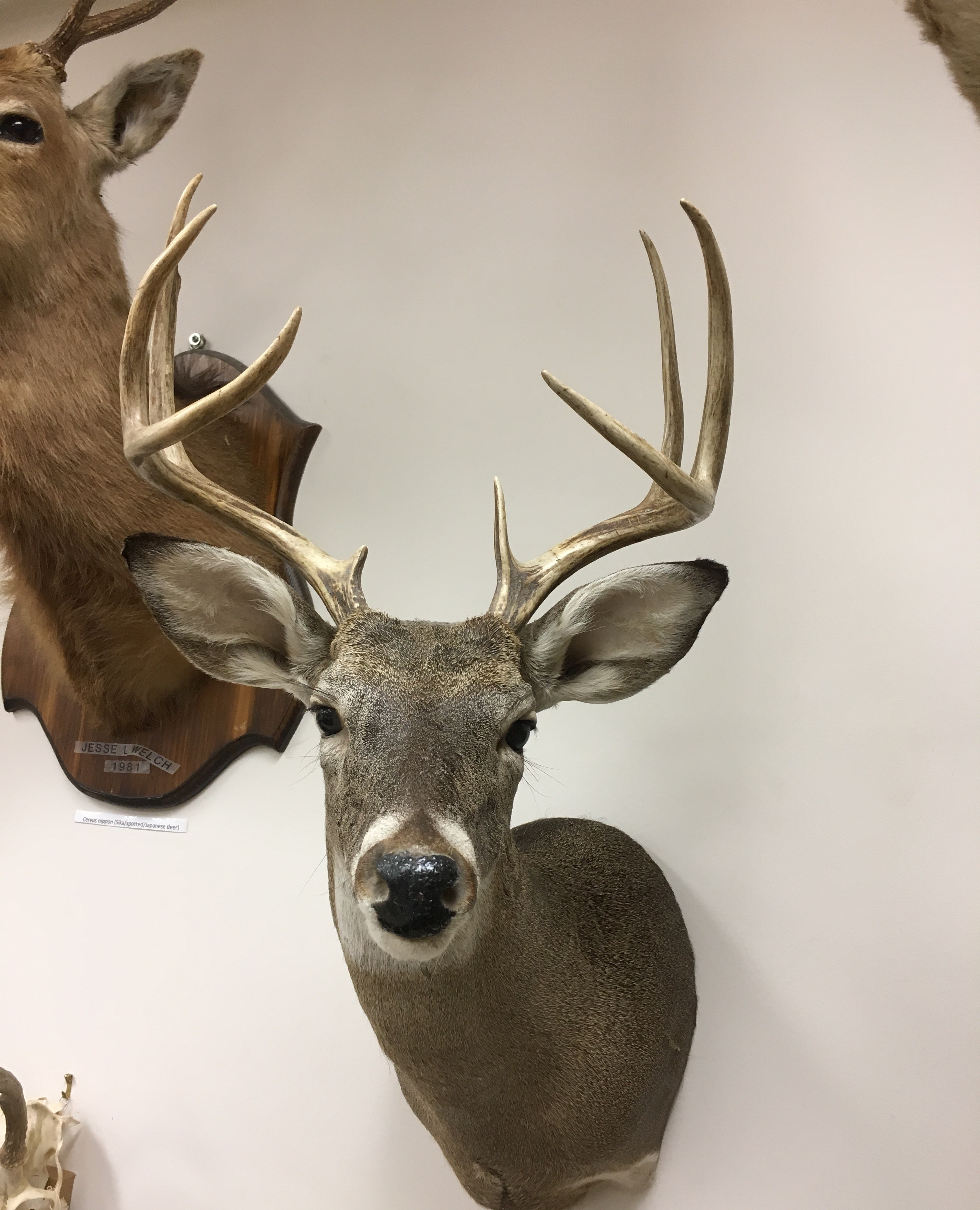 <p>White-tailed deer </p>