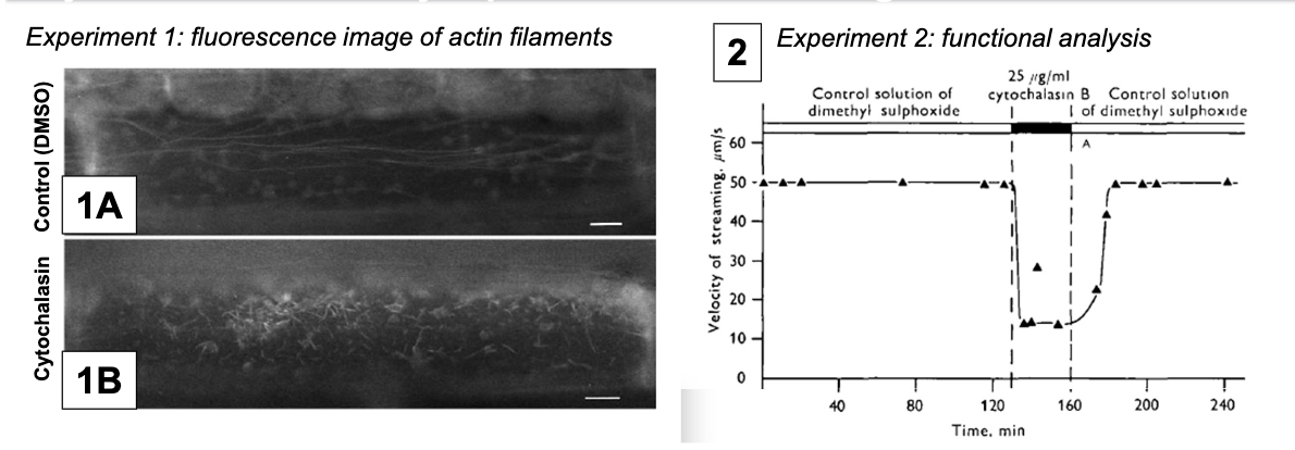 <ul><li><p>A fungal metabolite that binds actin filaments and blocks polymerization, showing streaming velocity depends on actin microfilaments.</p></li><li><p><strong>Control</strong>: DMSO since cytochalasin cannot be injected directly</p></li><li><p><strong>Experimental Condition:</strong> DMSO + cytochalasin</p></li></ul><p></p>