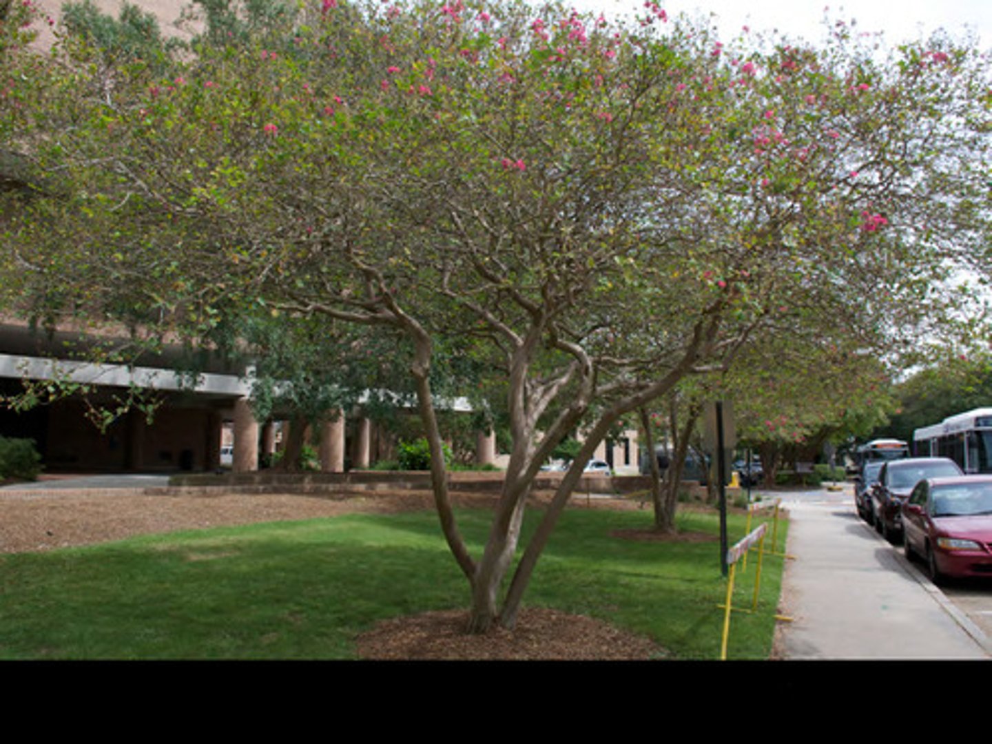 <p>Lagerstroemia sp.</p>