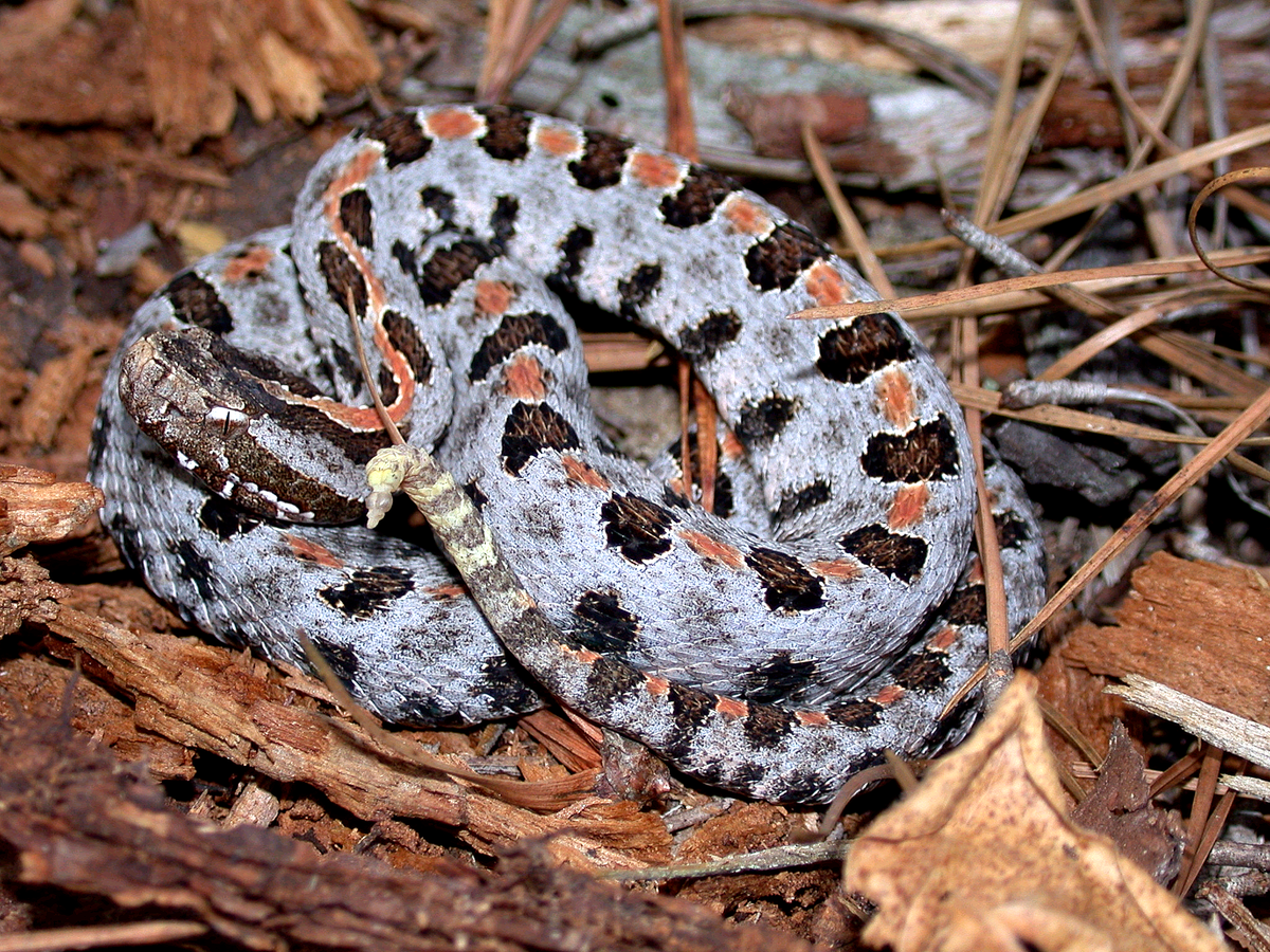 <p>Pigmy rattlesnake</p>