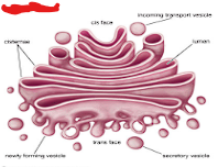 <p>What organelle is this and where is it found?</p>