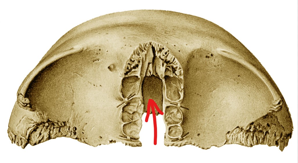 <p>inferior view</p>