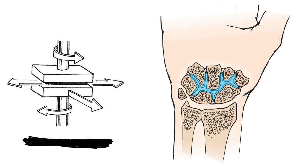 <p>Intercarpal Joints</p>