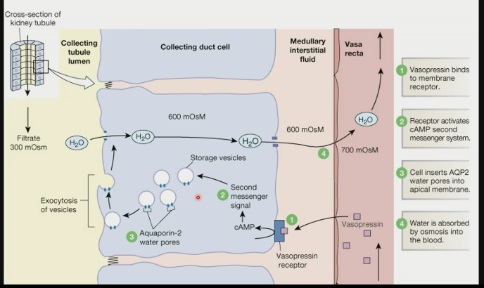 \- inserts existing proteins (aquaporin-2) into the apical membrane of endothelial cells in collecting duct

\- existing osmotic gradient draws water back into the body

\- fast to turn on and fast to turn off as it inserts or removes proteins that already exist
