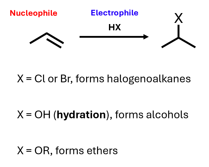 <p>Alkenes can act as nucleophiles, and suitable electrophiles can add to them</p><ul><li><p>Can react with HCl or HBr to form halogenoalkanes</p></li><li><p>React with water to form alcohols</p></li><li><p>React with alcohols to form ethers</p></li><li><p>Electrophilic addition because the species that adds to the alkene initially acts as an electrophile</p></li><li><p>Alkenes are electron-rich, so they can act as nucleophiles</p></li></ul><p></p>